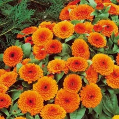 Ringelblume Orange Gitana - Blüten zum Ernten und Essen