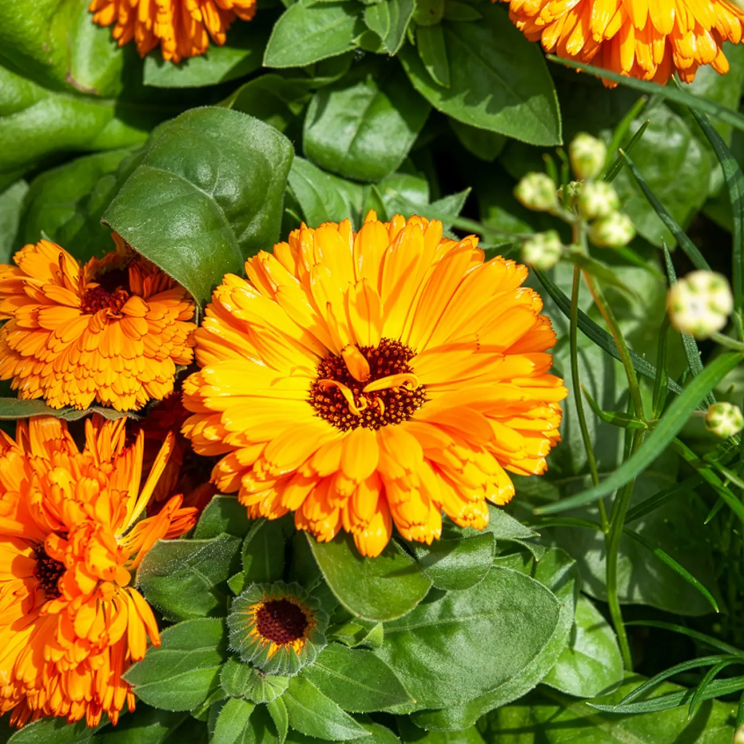 Ringelblume Orange Gitana - Blüten zum Ernten und Essen