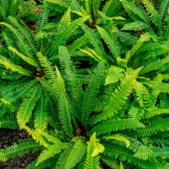 Rippenfarn - Immergrün im Schatten