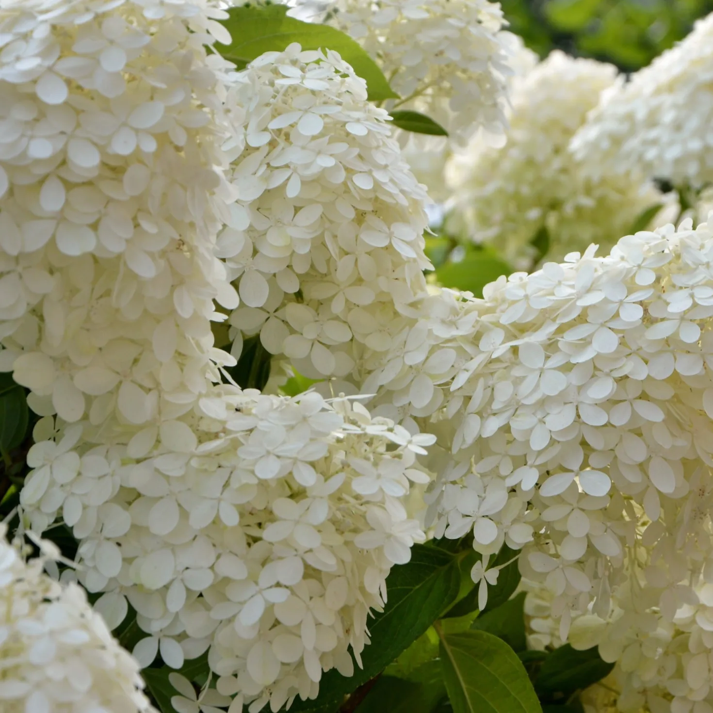 Rispenhortensie - Blüten bis in den Herbst