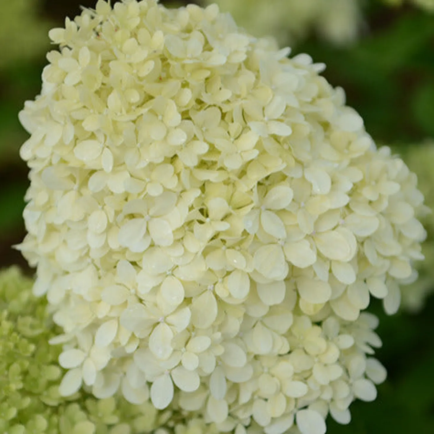 Rispenhortensie - Blüten bis in den Herbst