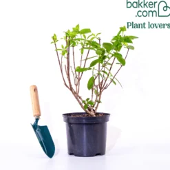 Rispenhortensie ‘Dentelle de Gorron®’ - Blütenwolke den ganzen Sommer