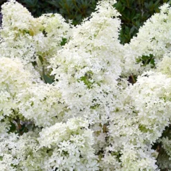 Rispenhortensie ‘Dentelle de Gorron®’ - Blütenwolke den ganzen Sommer