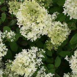 Rispenhortensie ‘Dentelle de Gorron®’ - Blütenwolke den ganzen Sommer