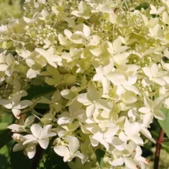 Rispenhortensie ‘Dentelle de Gorron®’ - Blütenwolke den ganzen Sommer