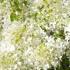 Rispenhortensie ‘Dentelle de Gorron®’ - Blütenwolke den ganzen Sommer