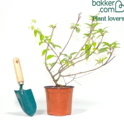 Rispenhortensie ‘Dentelle de Gorron®’ - Blütenwolke den ganzen Sommer
