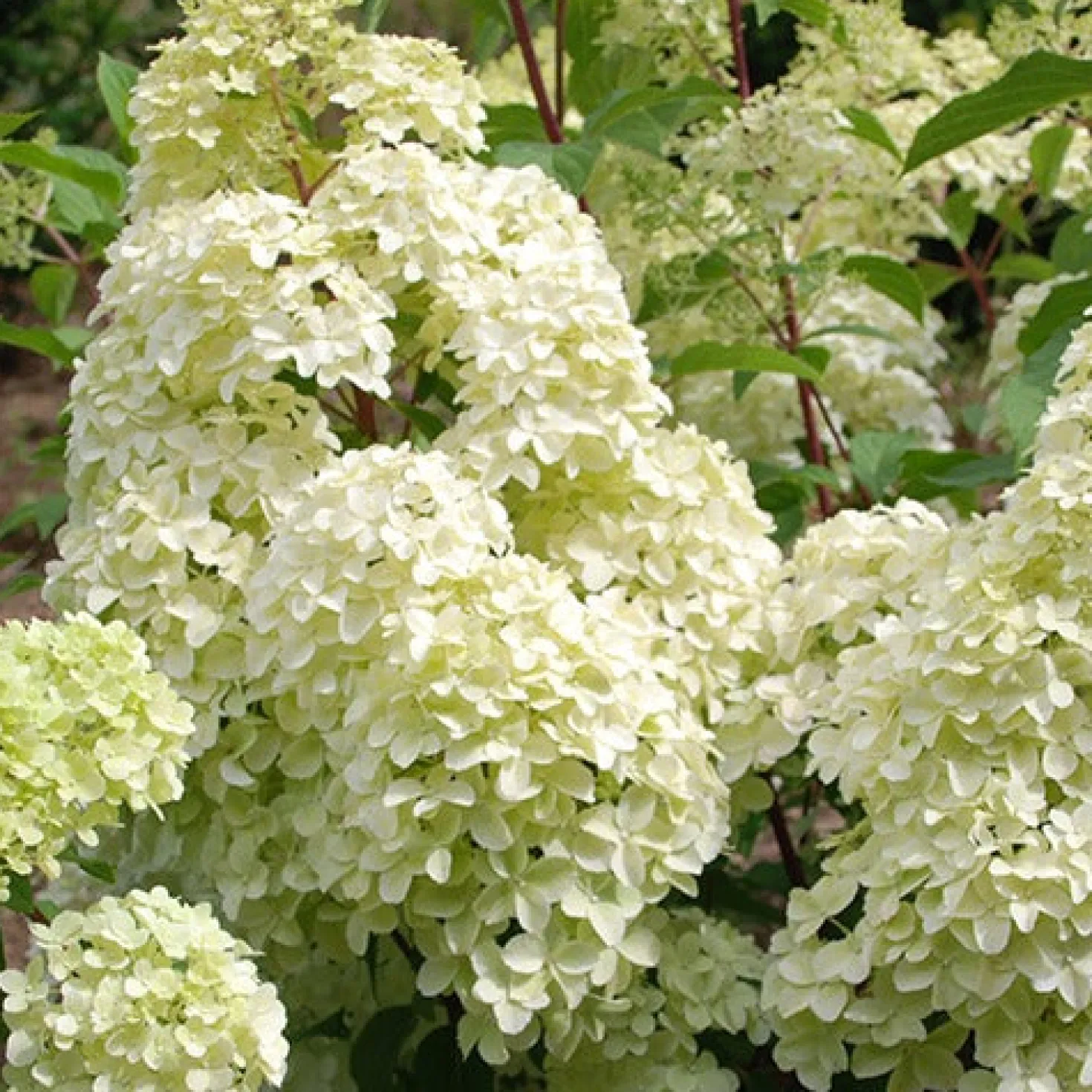 Rispenhortensie Diamantino® - Rispen voller Farbwechsel
