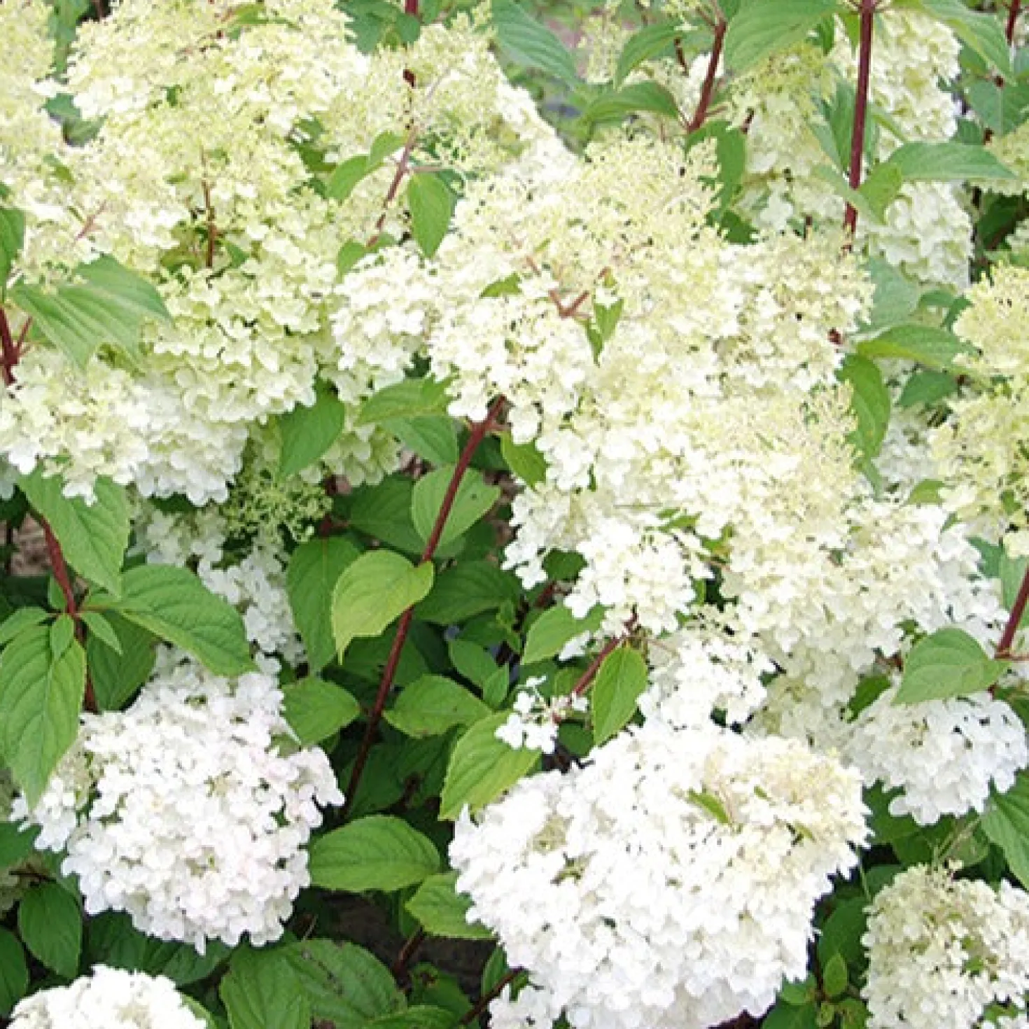 Rispenhortensie Diamantino® - Rispen voller Farbwechsel
