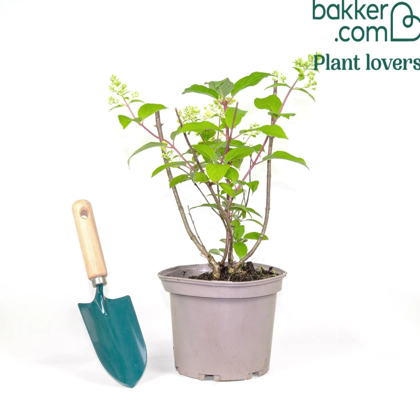 Rispenhortensie Diamantino® - Rispen voller Farbwechsel