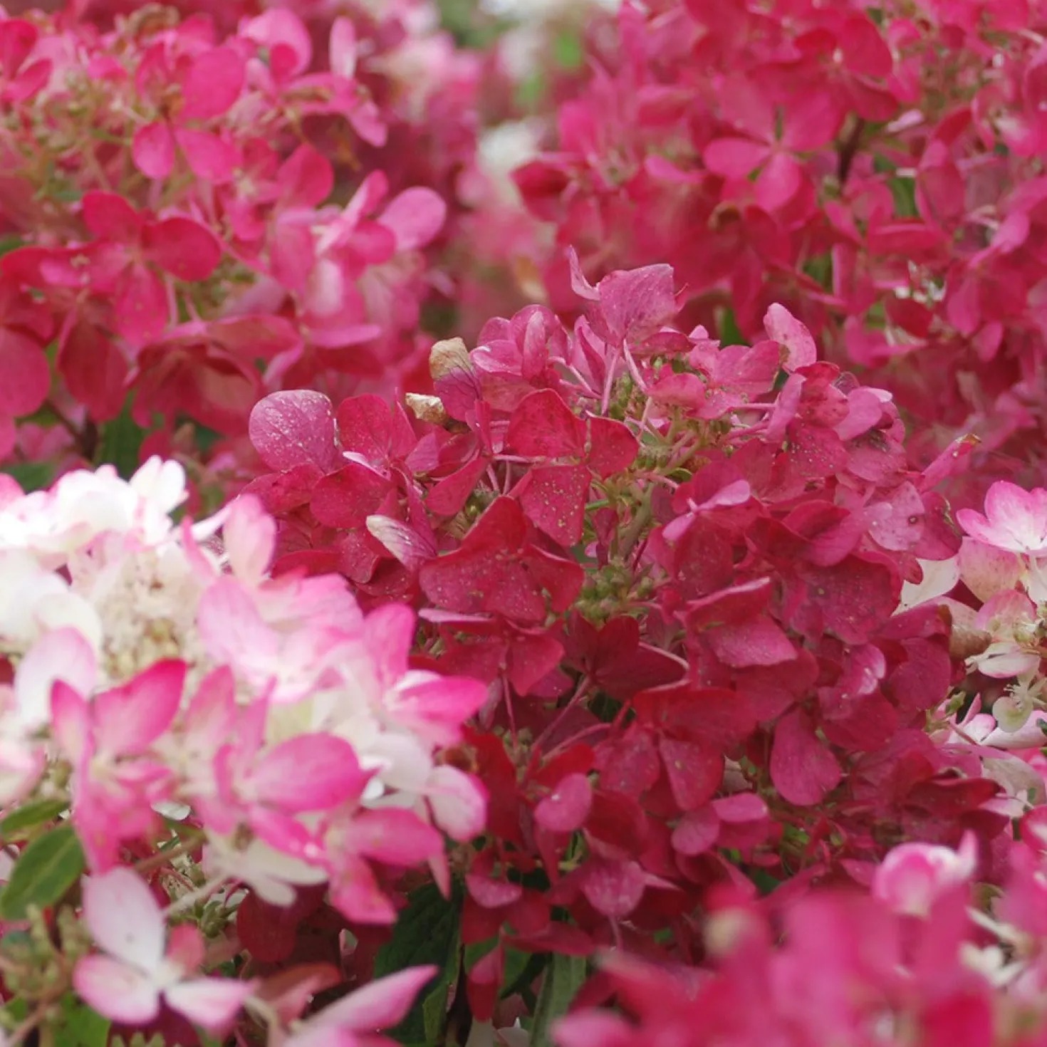 Rispenhortensie 'Diamant Rouge'® - Blüten, die Farbe wechseln