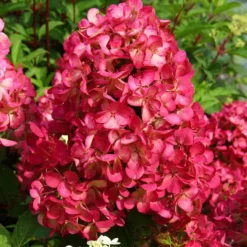 Rispenhortensie 'Diamant Rouge'® - Blüten, die Farbe wechseln