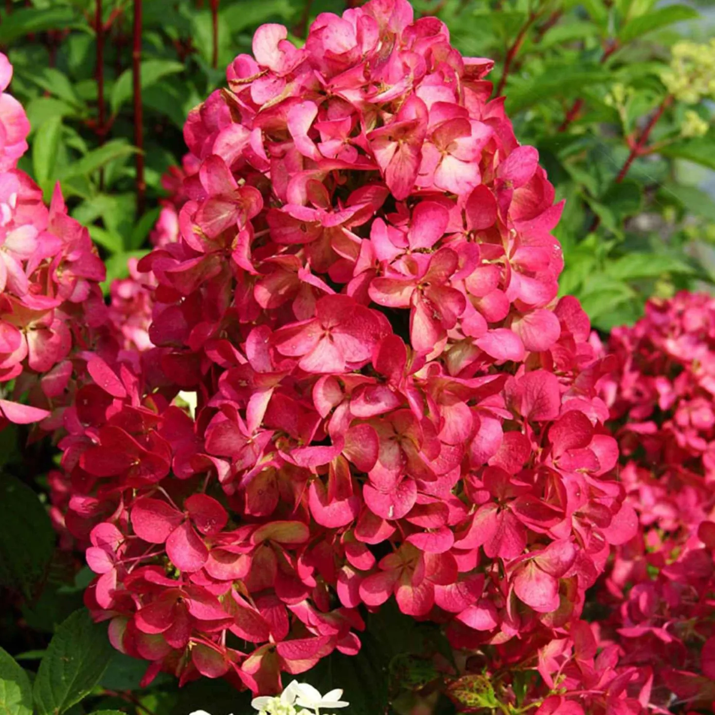 Rispenhortensie 'Diamant Rouge'® - Blüten, die Farbe wechseln