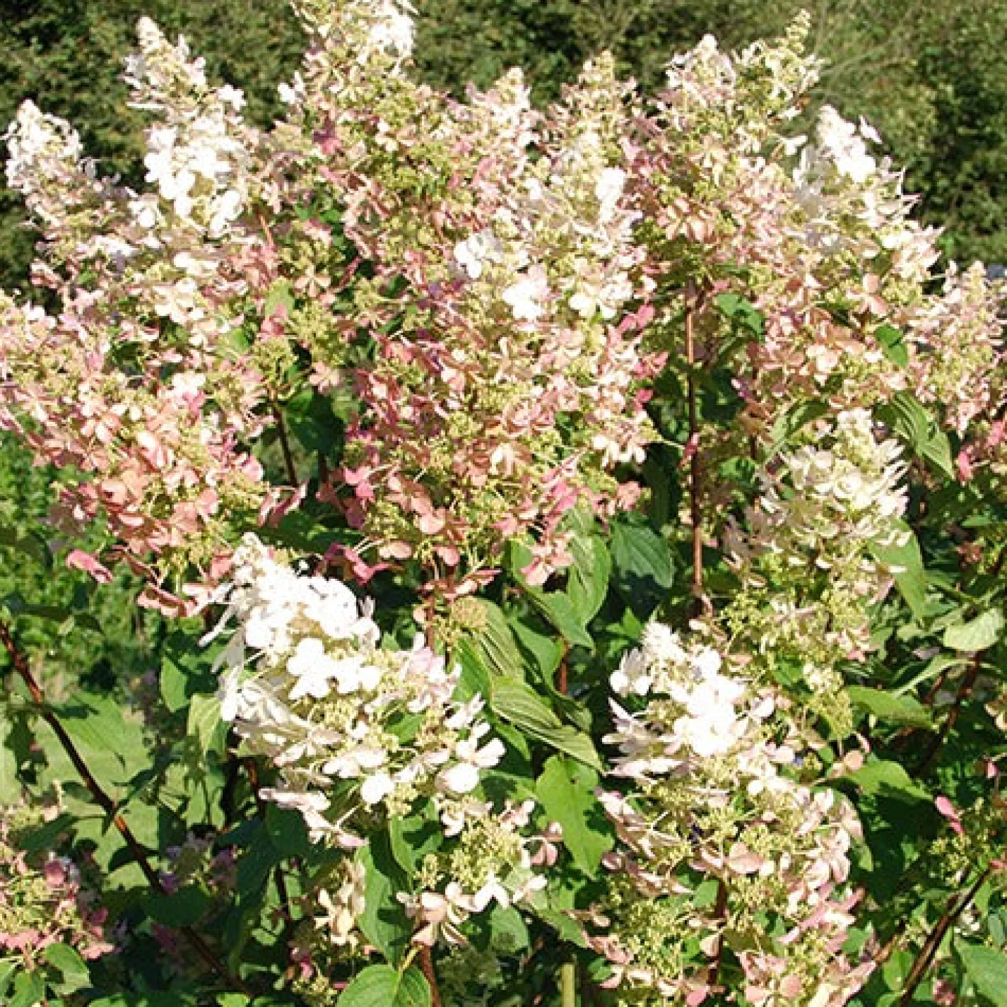 Rispenhortensie Dolly - Weiße Blütenwolken im Garten