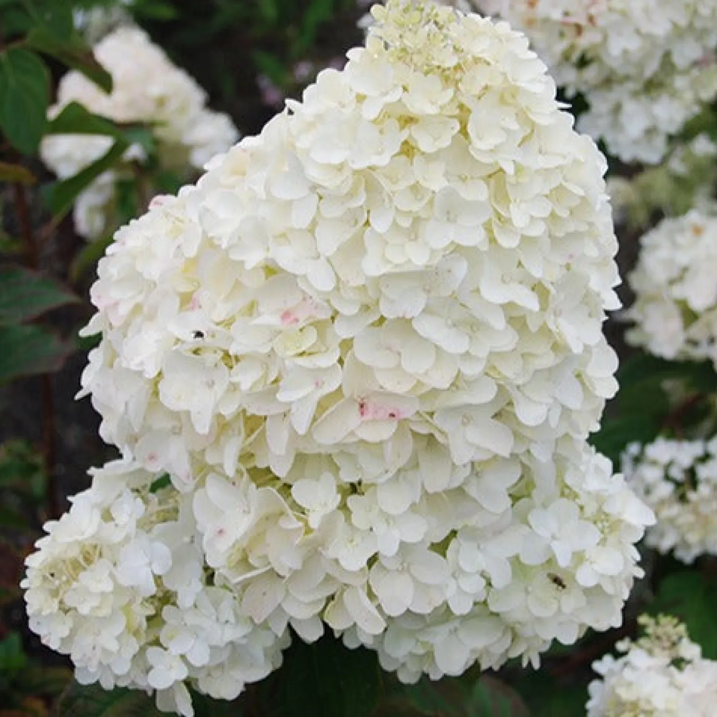 Rispenhortensie Dolly - Weiße Blütenwolken im Garten