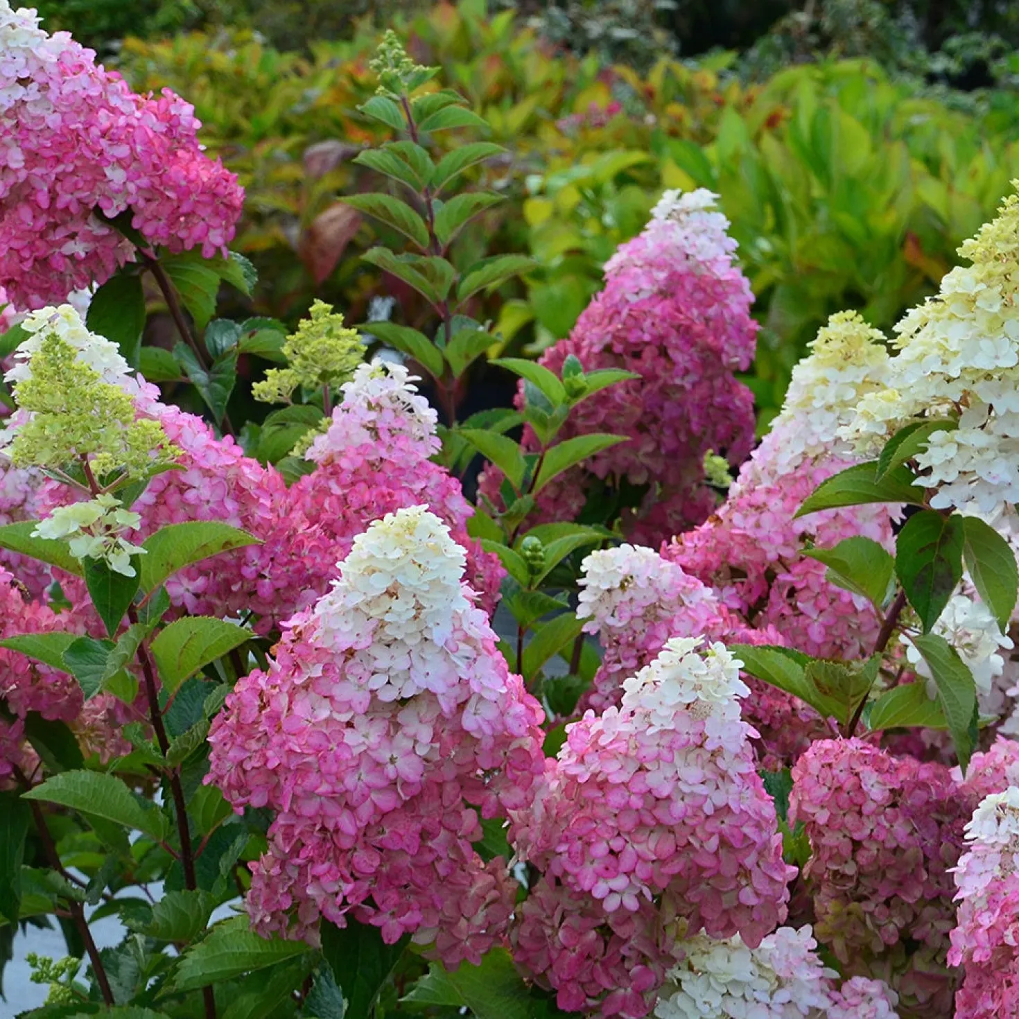 Rispenhortensie Fraise Melba® 'Renba' - Blüten wie reife Erdbeeren