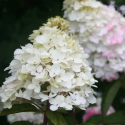Rispenhortensie Fraise Melba® 'Renba' - Blüten wie reife Erdbeeren
