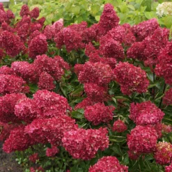 Rispenhortensie Fraise Melba® 'Renba' - Blüten wie reife Erdbeeren
