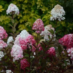 Rispenhortensie Framboisine® Rensam - Blüten von Weiß zu Himbeerrot