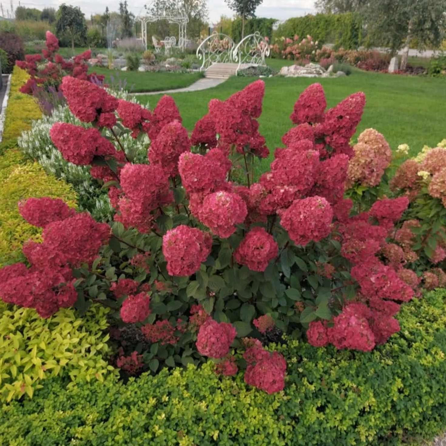 Rispenhortensie Framboisine® Rensam - Blüten von Weiß zu Himbeerrot