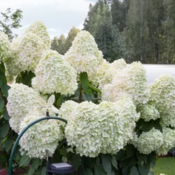 Rispenhortensie 'Hercules' - Riesenblüten, wenig Aufwand