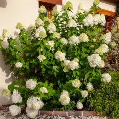 Rispen-Hortensie Limelight® - Blüten von Grün bis Weiß