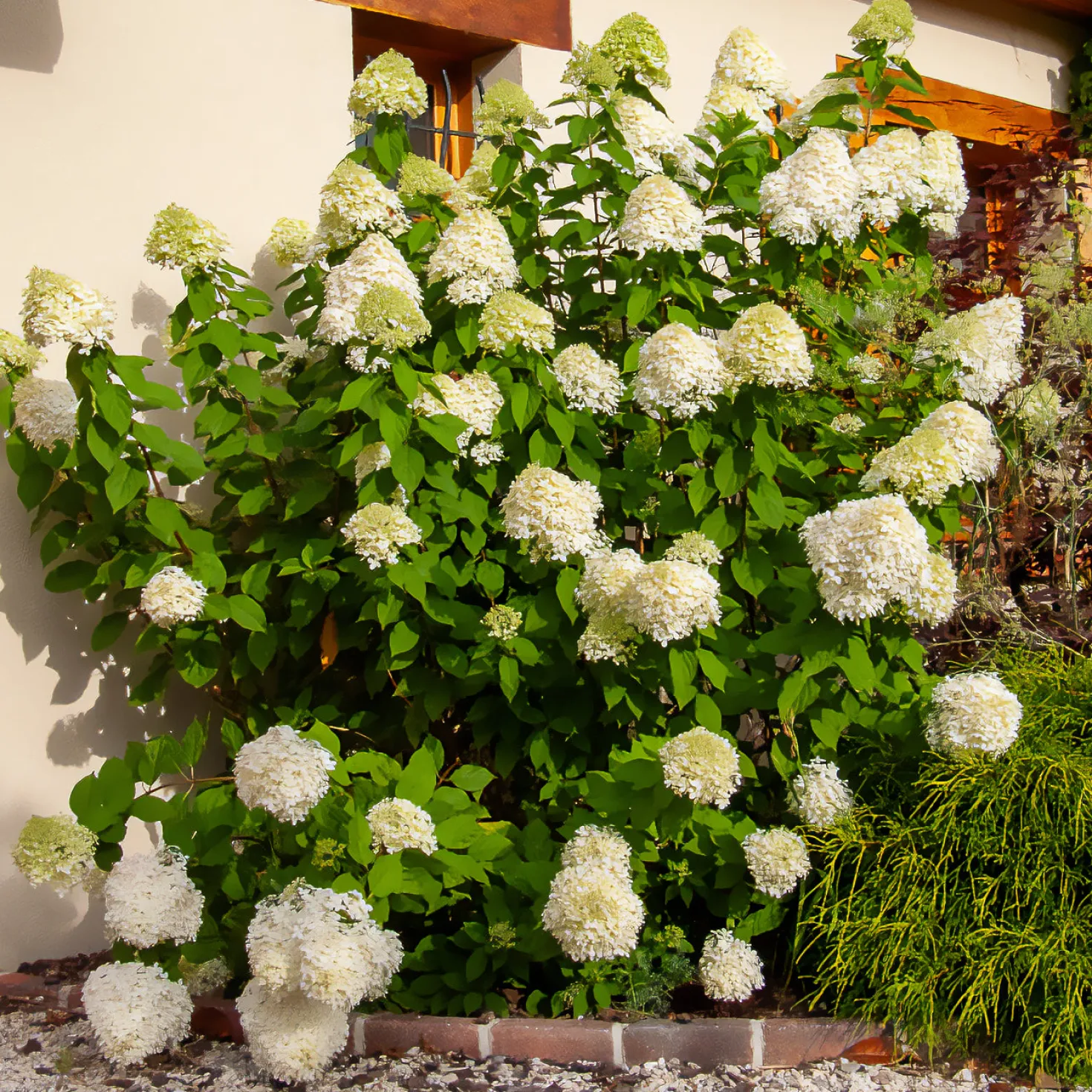 Rispen-Hortensie Limelight® - Blüten von Grün bis Weiß