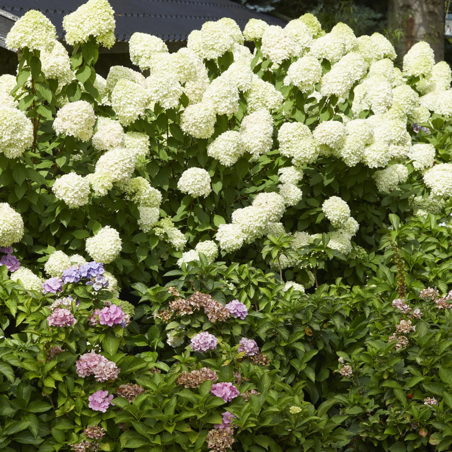 Rispen-Hortensie Limelight® - Blüten von Grün bis Weiß