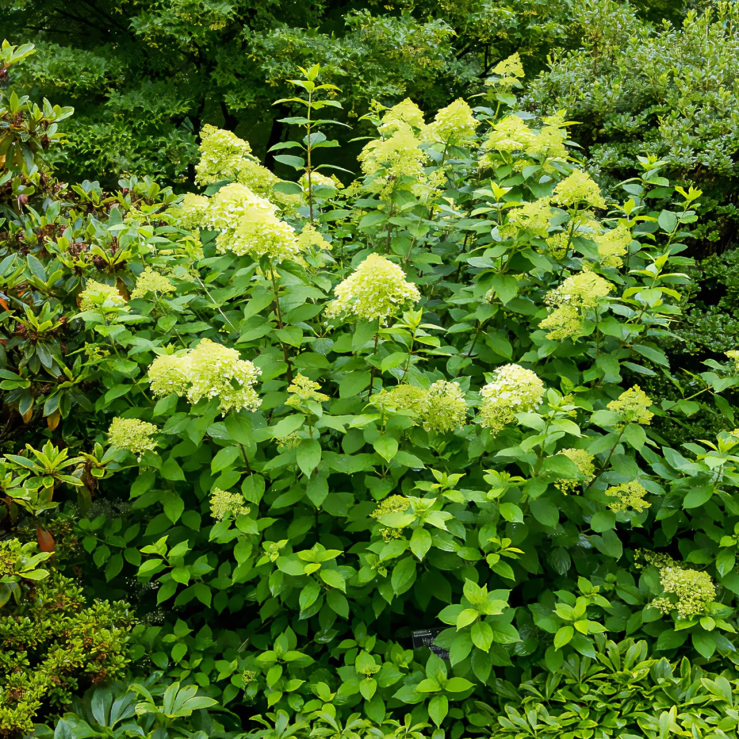 Rispen-Hortensie Limelight® - Blüten von Grün bis Weiß