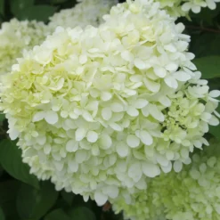 Rispenhortensie 'Limelight' - Grüne Blüten den ganzen Sommer