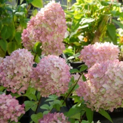 Rispenhortensie Magical® Candle - Blüten wie leuchtende Kerzen