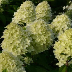 Rispenhortensie Magical® Candle - Blüten wie leuchtende Kerzen