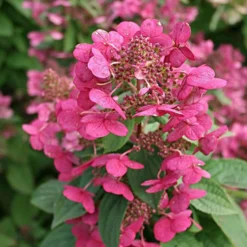Rispenhortensie Magical ® Fire - Blüten die Farbe wechseln