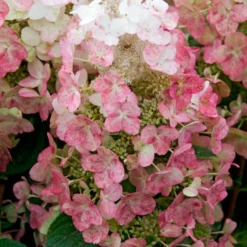 Rispenhortensie Magical ® Fire - Blüten die Farbe wechseln