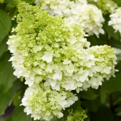 Rispenhortensie Magical® Moonlight - Riesenblüten wie Mondlicht