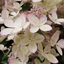 Rispenhortensie ‘Pastelgreen’® - Blüten in zartem Grün
