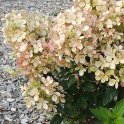 Rispenhortensie ‘Pastelgreen’® - Blüten in zartem Grün