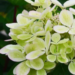 Rispenhortensie ‘Pastelgreen’® - Blüten in zartem Grün