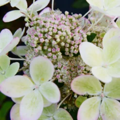 Rispenhortensie ‘Pastelgreen’® - Blüten in zartem Grün