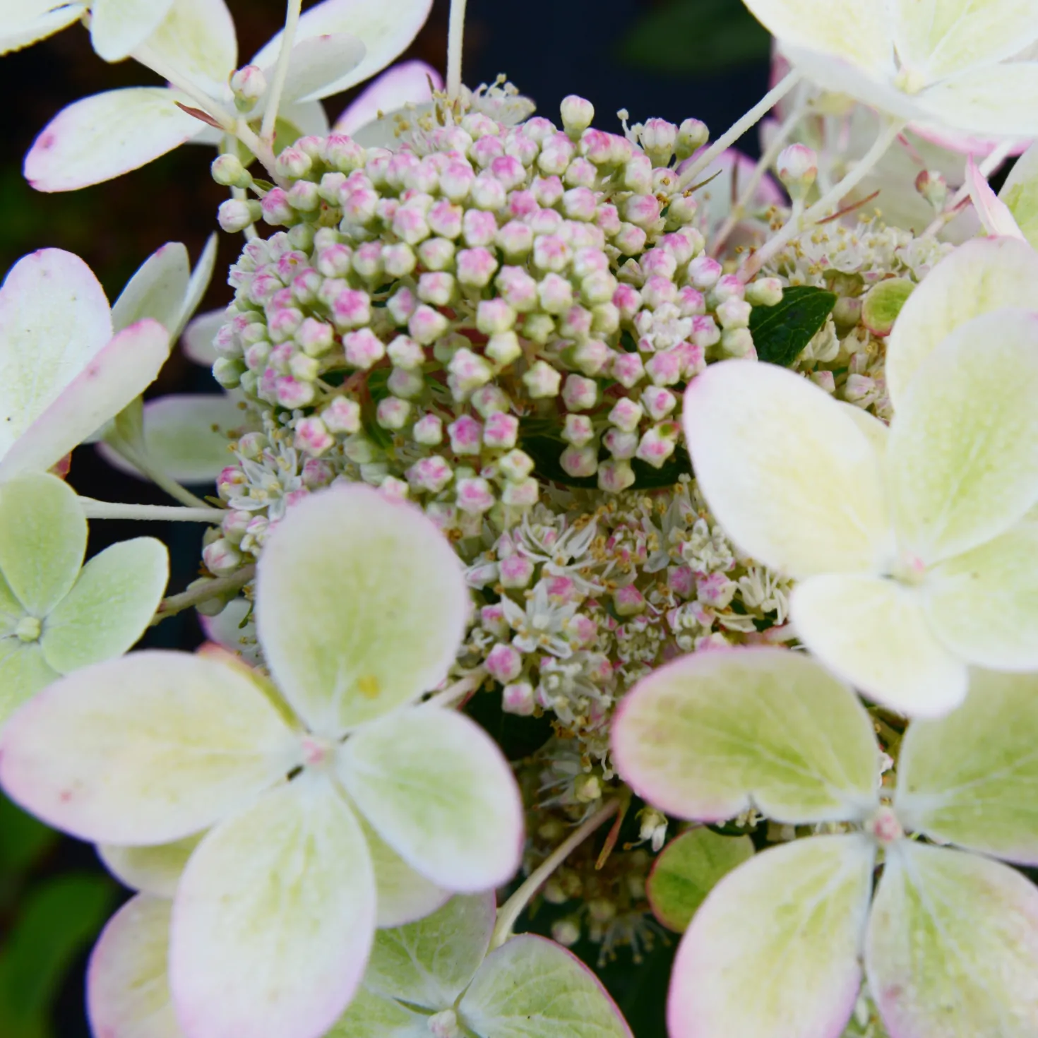 Rispenhortensie ‘Pastelgreen’® - Blüten in zartem Grün