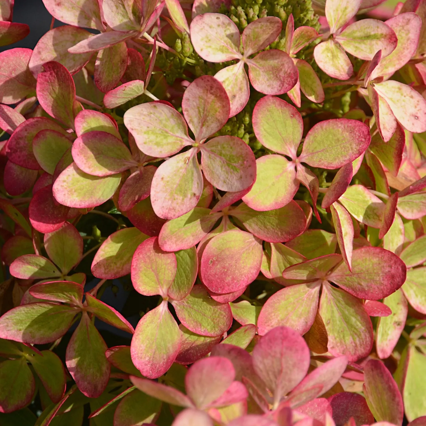 Rispenhortensie ‘Pastelgreen’® - Blüten in zartem Grün
