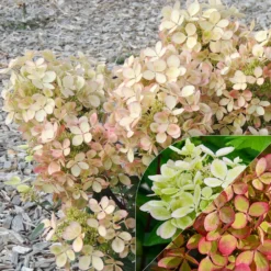 Rispenhortensie ‘Pastelgreen’® - Blüten in zartem Grün