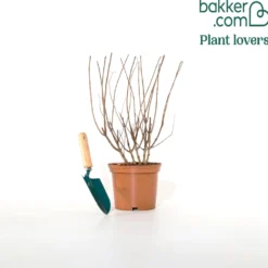 Rispenhortensie ‘Pastelgreen’® - Blüten in zartem Grün