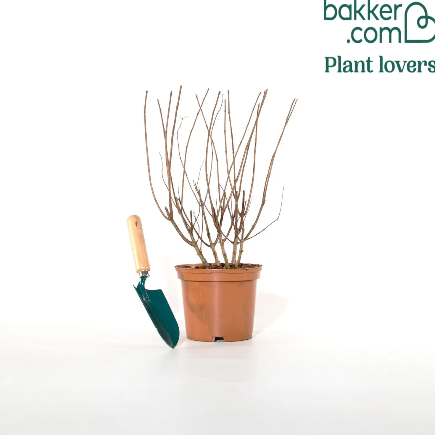 Rispenhortensie ‘Pastelgreen’® - Blüten in zartem Grün