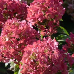 Rispenhortensie ‘Petite® Star’ - Große Blüten, wenig Platz