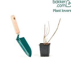 Rispenhortensie ‘Petite® Star’ - Große Blüten, wenig Platz
