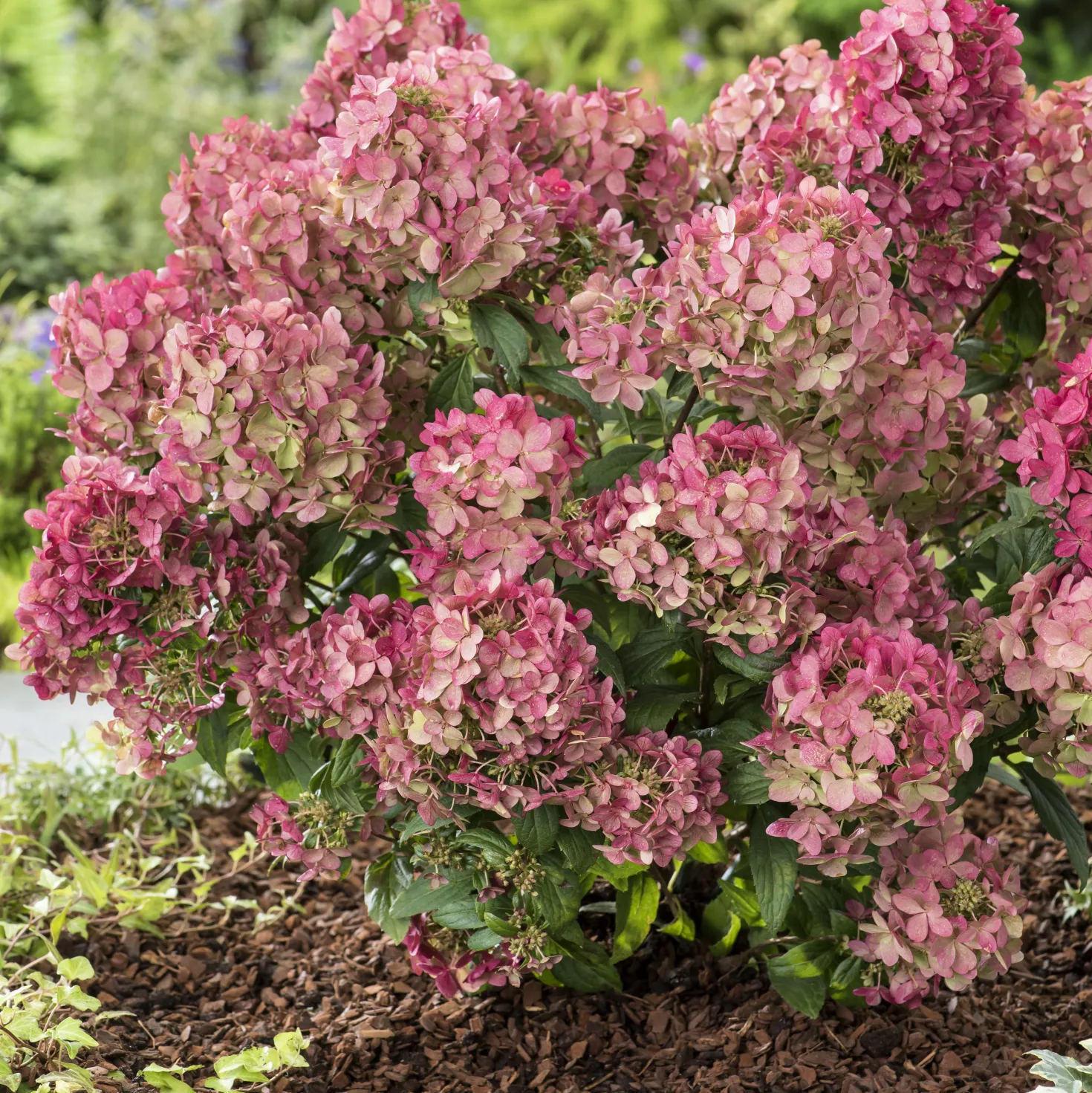 Rispenhortensie ‘Petite® Star’ - Große Blüten, wenig Platz