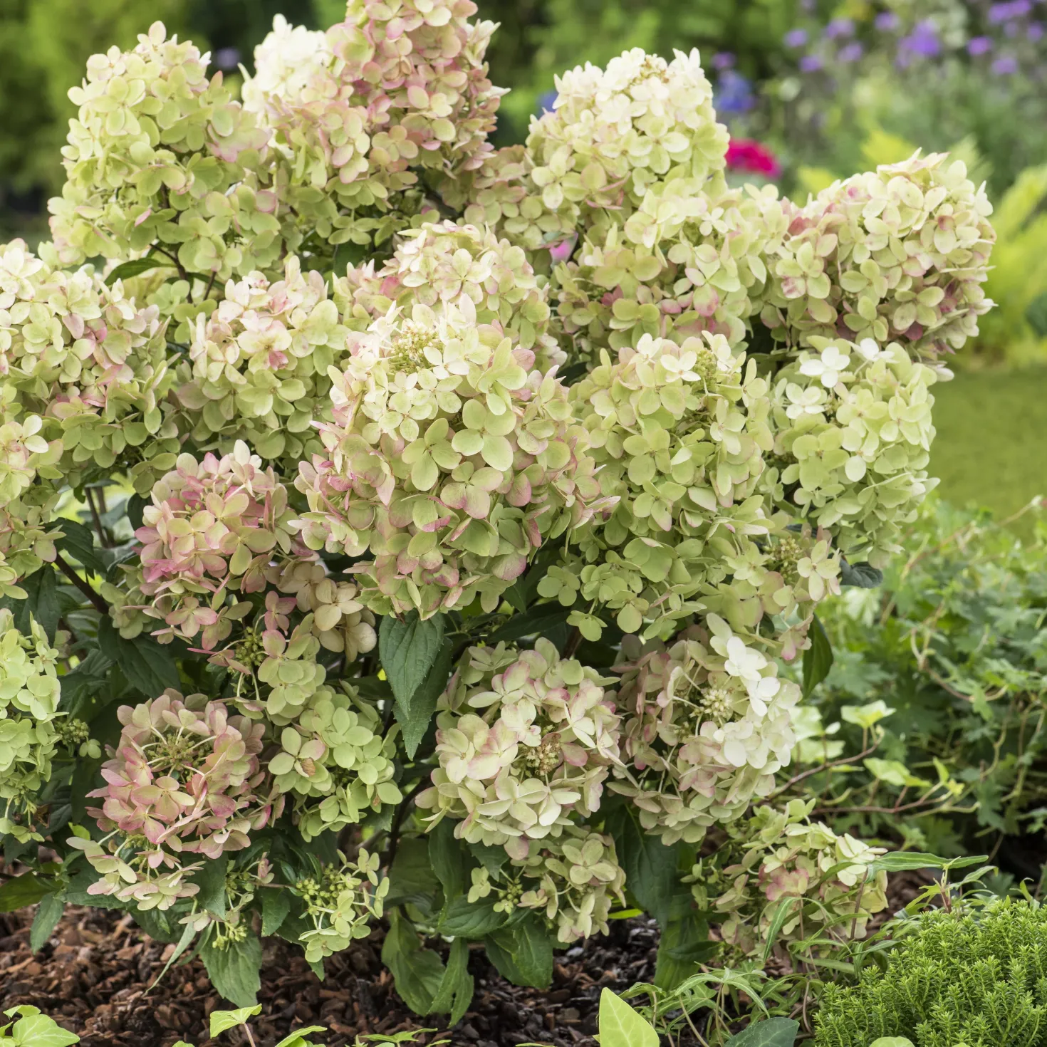 Rispenhortensie ‘Petite® Star’ - Große Blüten, wenig Platz
