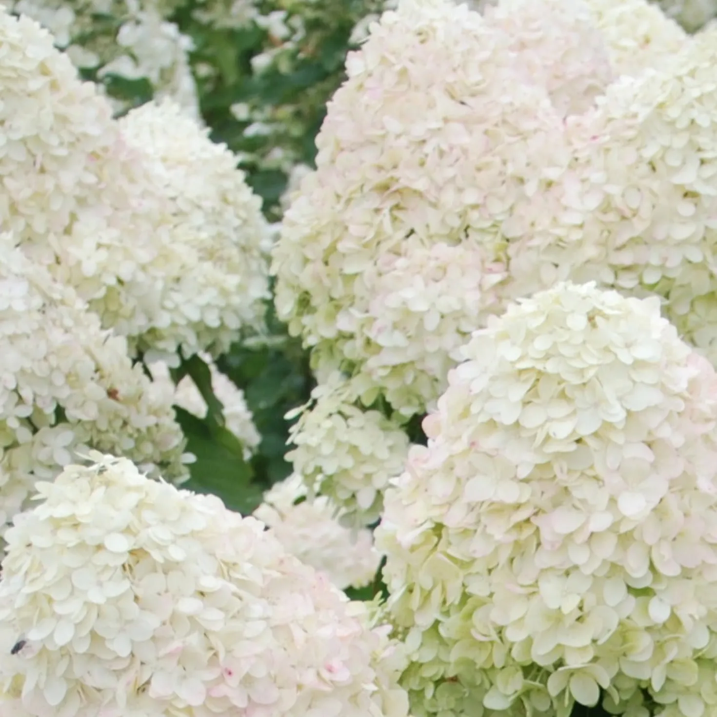 Rispenhortensie Phantom - Riesige Blüten, wenig Aufwand