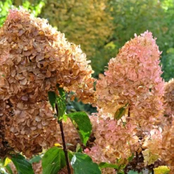 Rispenhortensie Phantom - Riesige Blüten, wenig Aufwand